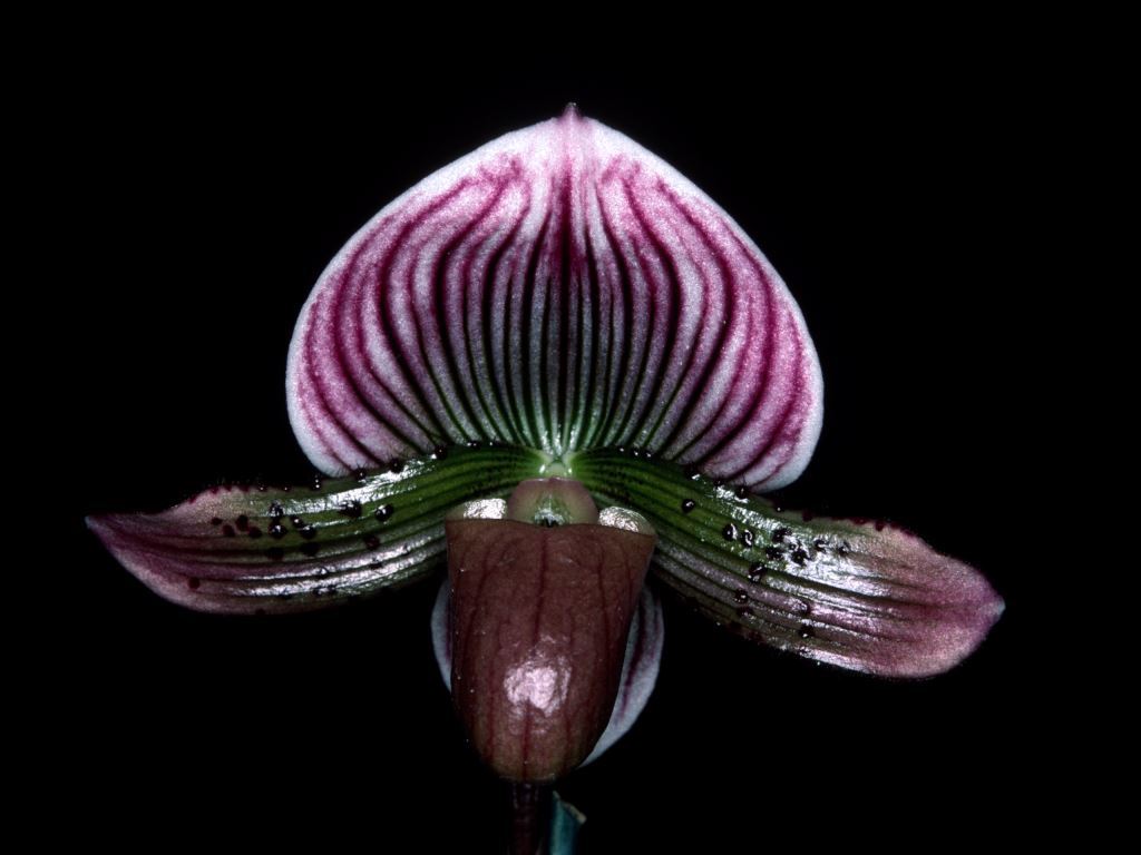 Paphiopedilum Luther Slaughter - HCC/AOC
