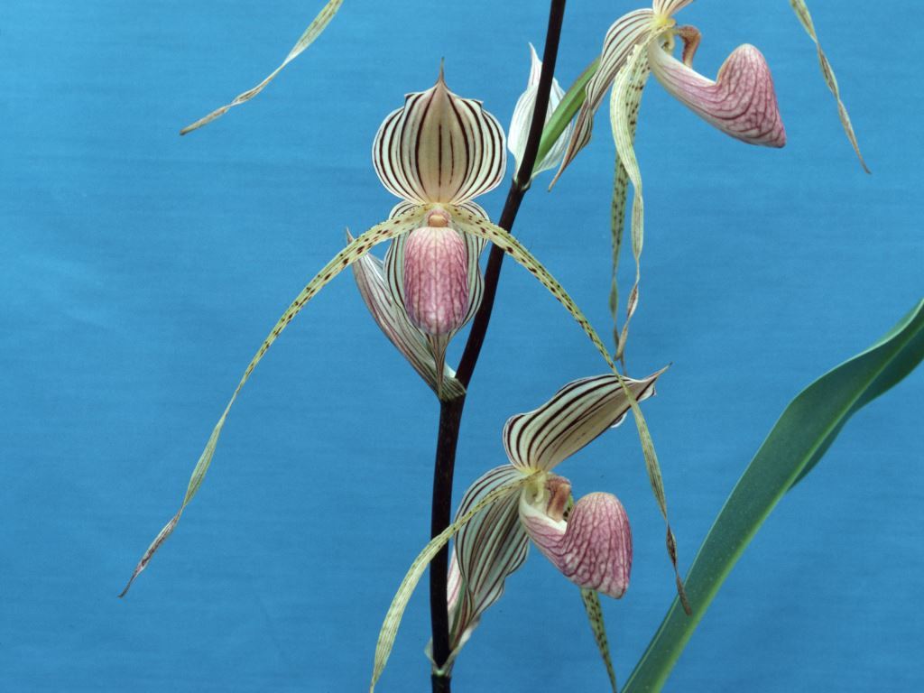 Paphiopedilum Lady Isobel - HCC/AOC