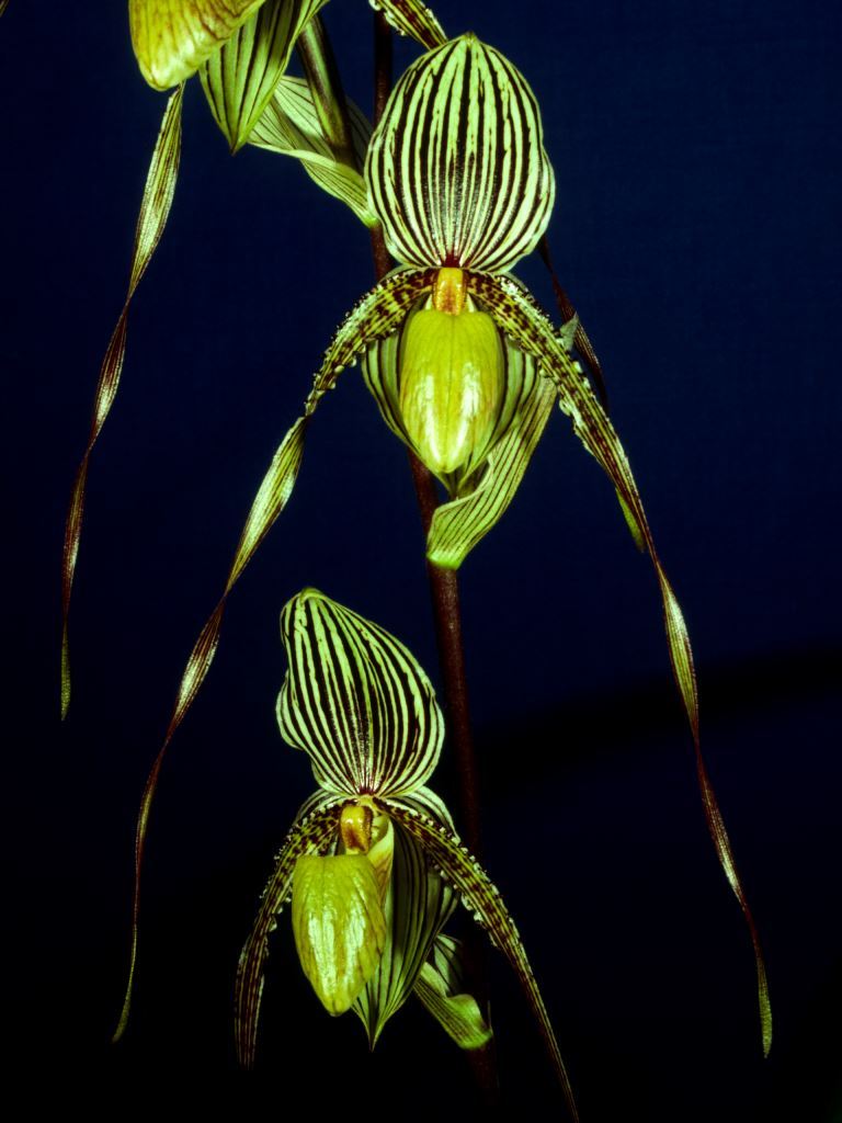 Paphiopedilum Saint Swithin - AM/AOC