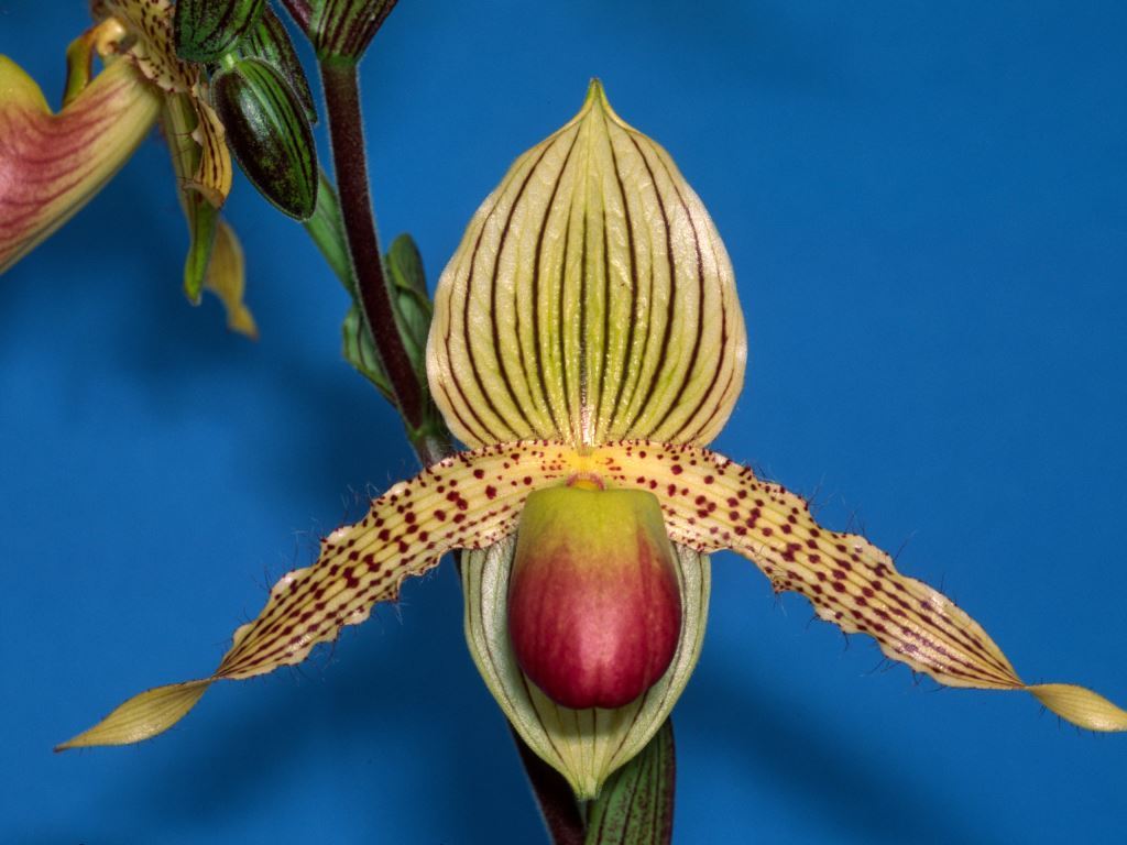 Paphiopedilum Prime Child - HCC/AOC