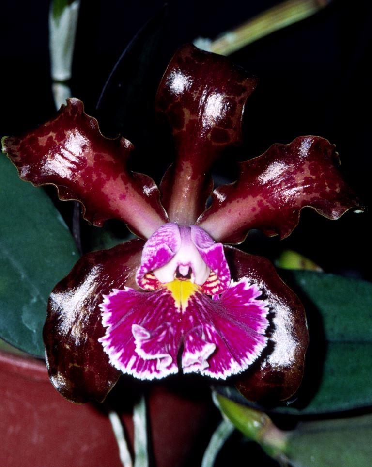 Cattleya schilleriana - HCC/AOC