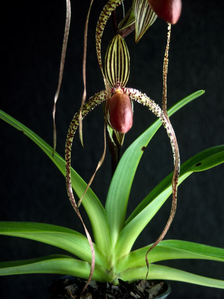 Paph Prince Edward of York