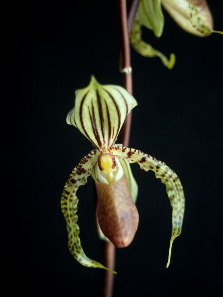 Paphiopedilum supardii