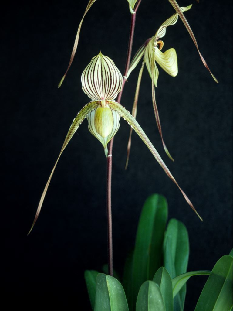 Paph Saint Swithin 'Maxie's Pride'