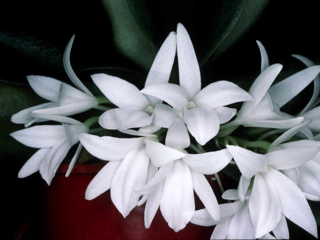 Aerangis fastuosa - CBM/AOC