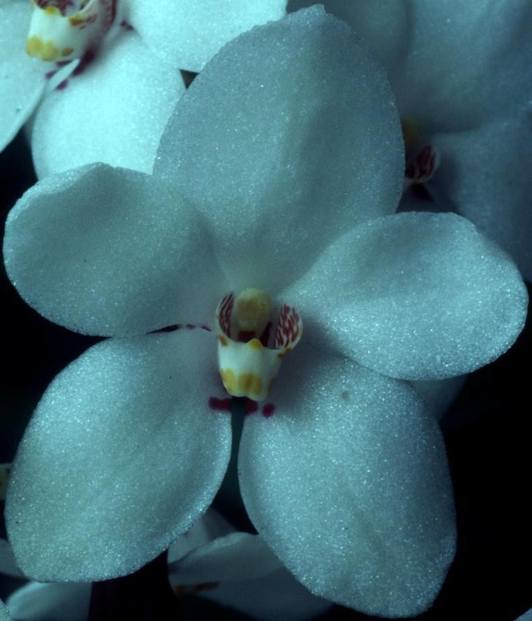 Sarcochilus hartmannii - HCC/AOC