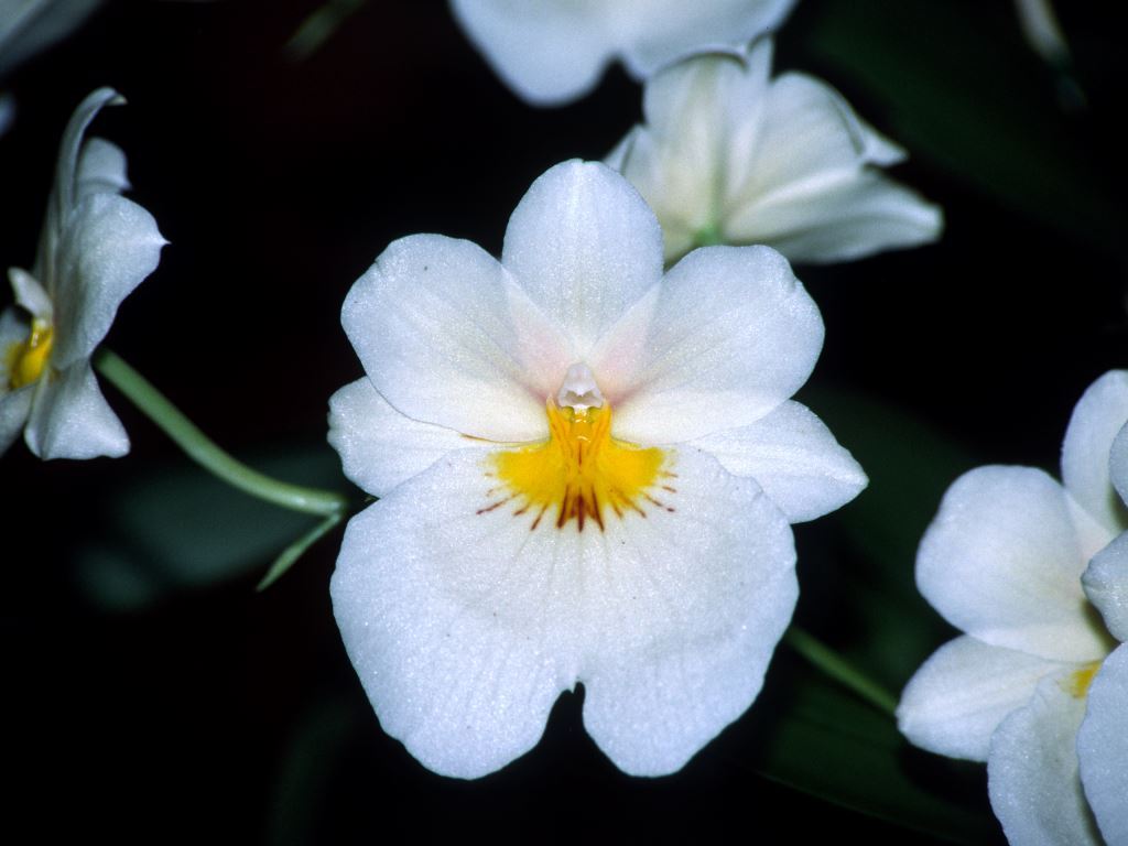 Miltoniopsis Beacon Hill