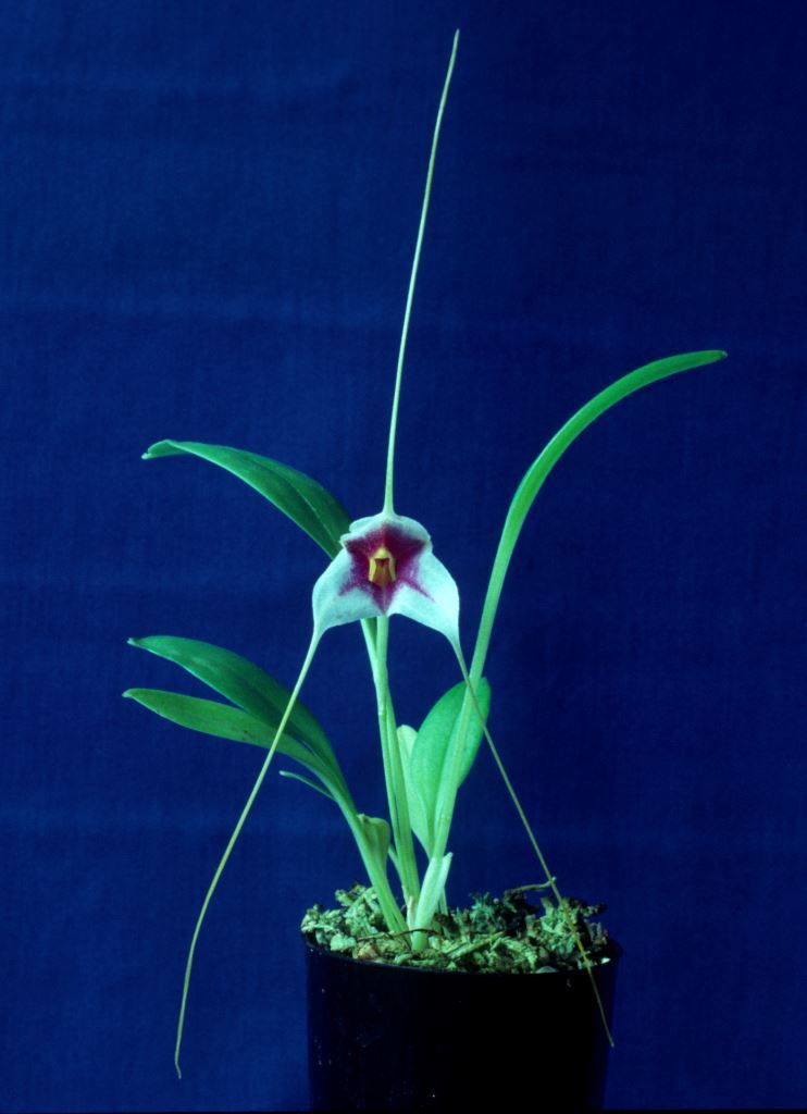 Masdevallia exquisita
