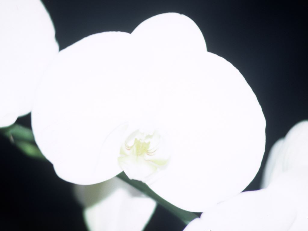 Phalaenopsis Glasshouse Mountains