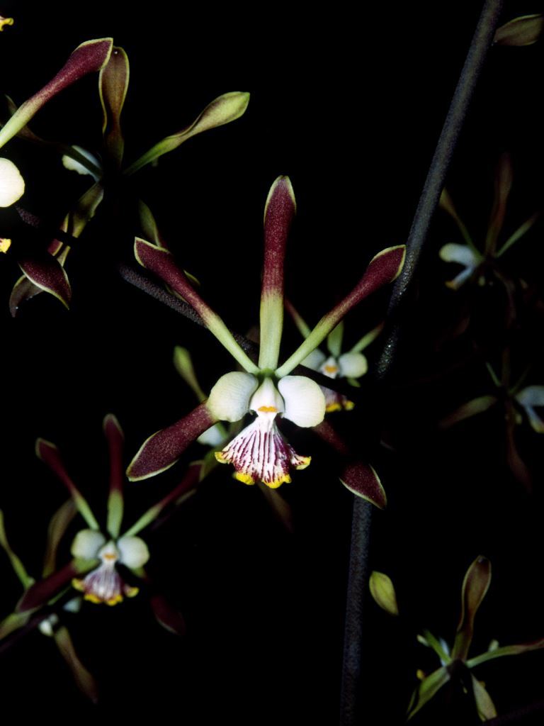 Encyclia alata - HCC/AOC