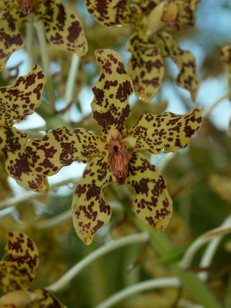 Grammatophyllum speciosum
