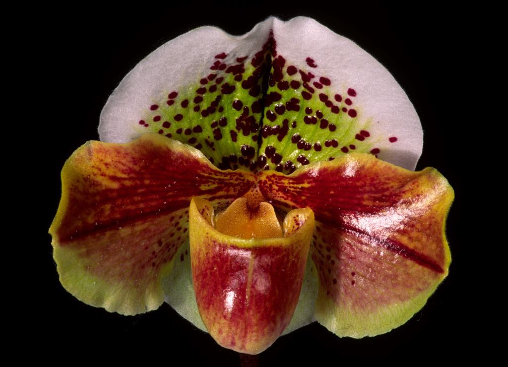 Paph Thuddungra