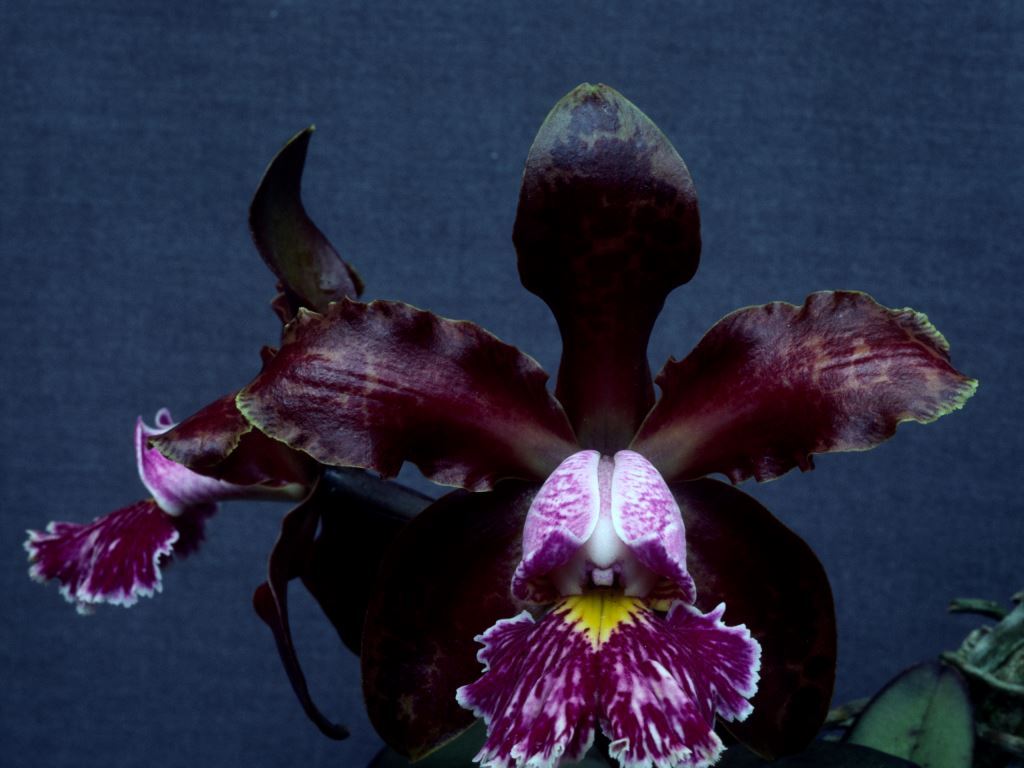 Cattleya schilleriana - HCC/AOC