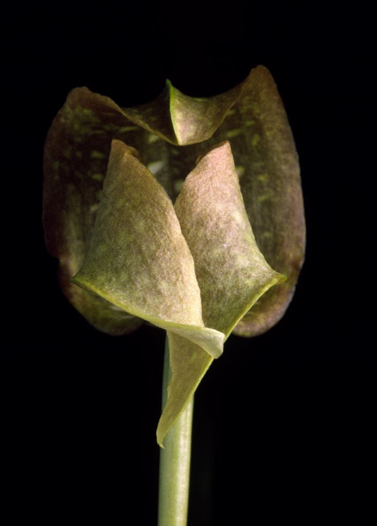 Bulbophyllum grandiflorum - HCC/AOC