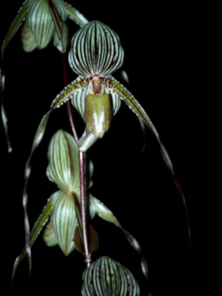 Paphiopedilum Saint Swithin - HCC/AOC