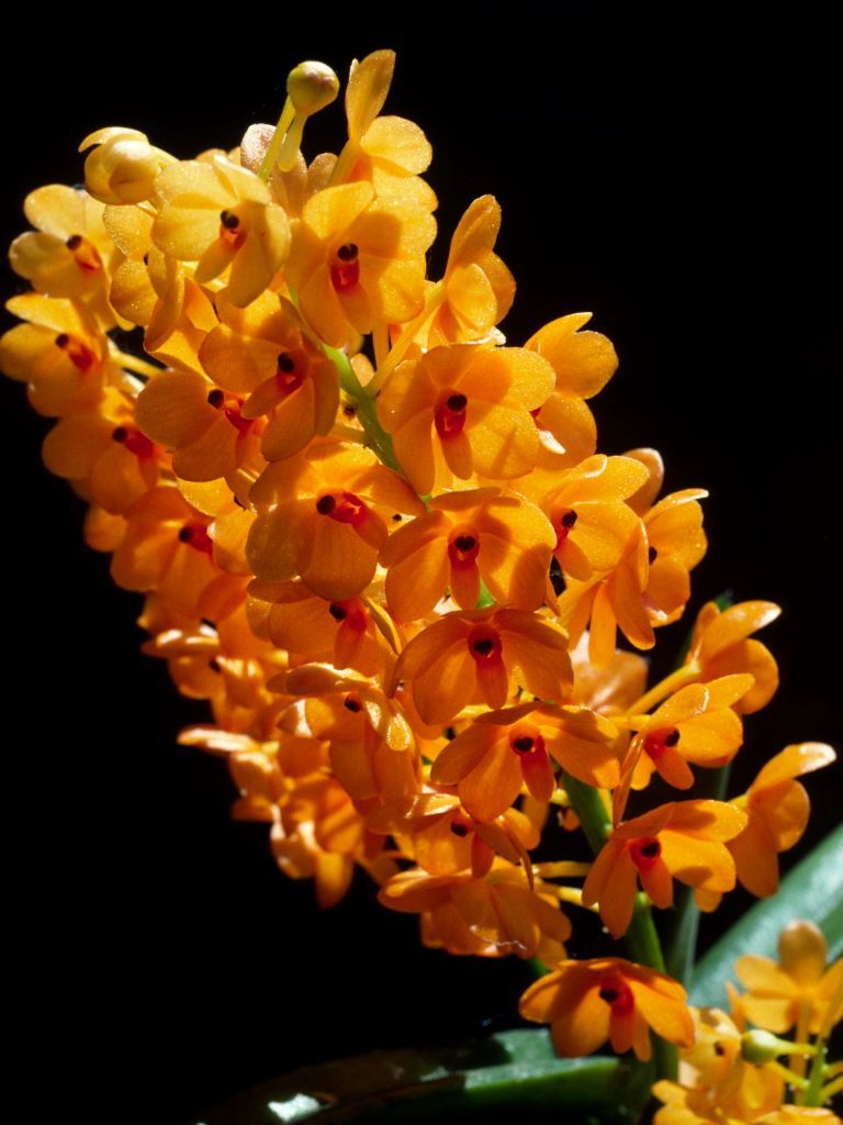 Vanda miniata - AM/AOC