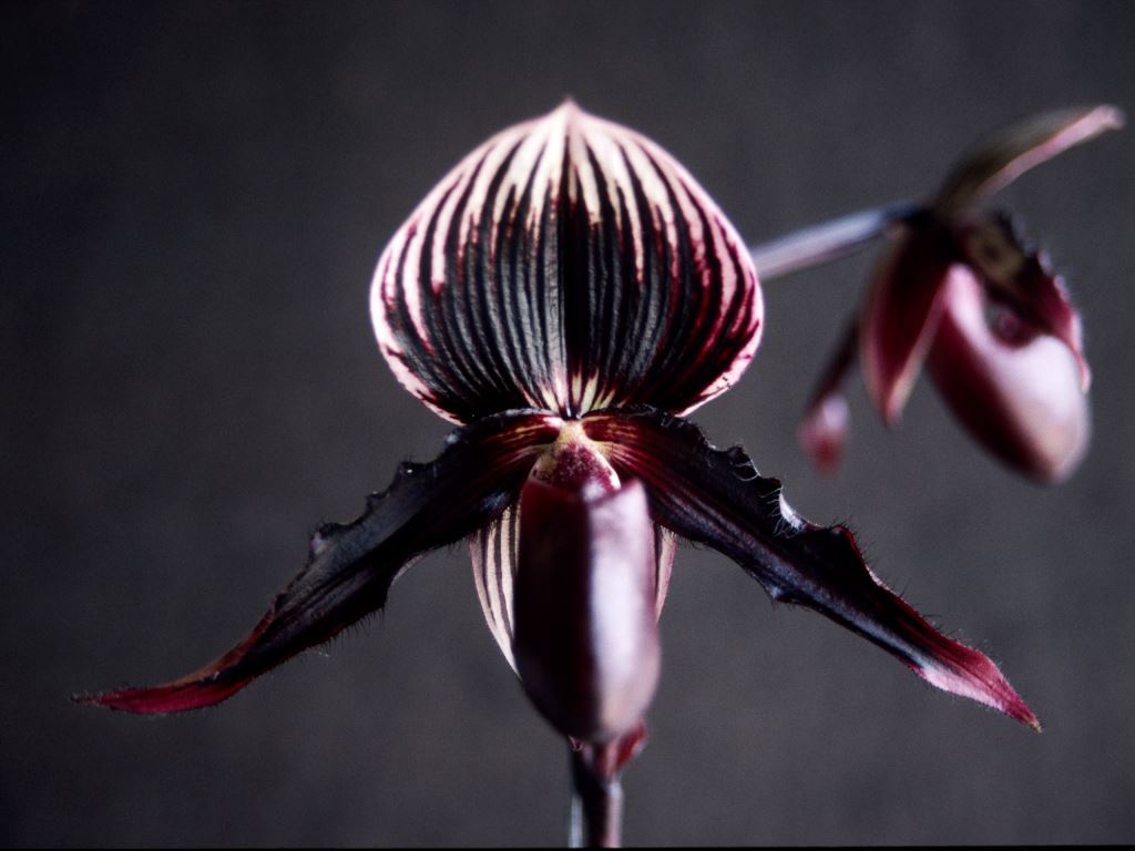Paph Dorothy Booth