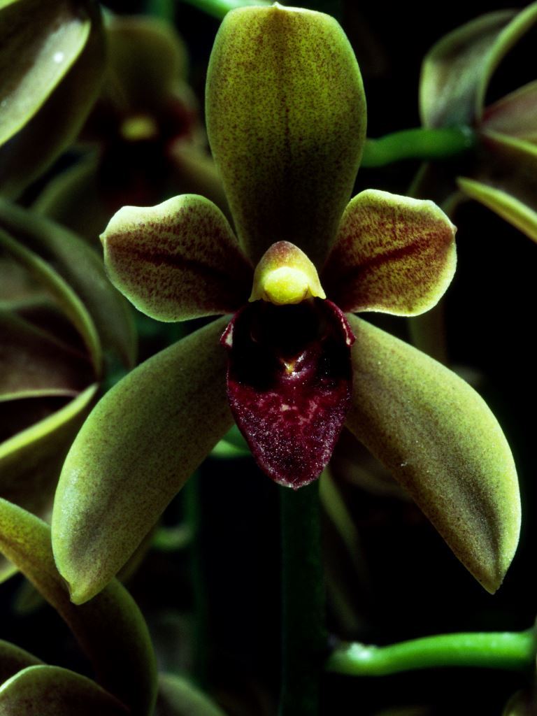 Cymbidium Cricket - HCC/AOC