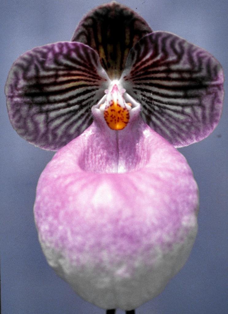 Paphiopedilum micranthum - AM/AOC