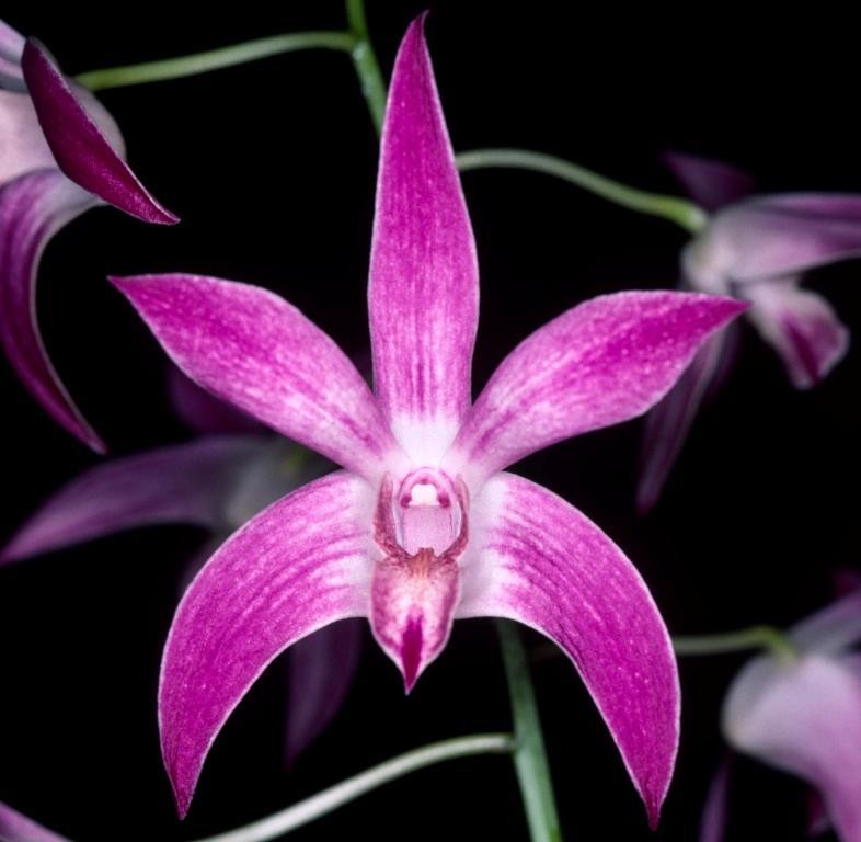 Dendrobium Anne's Rainbow Surprise - HCC/AOC