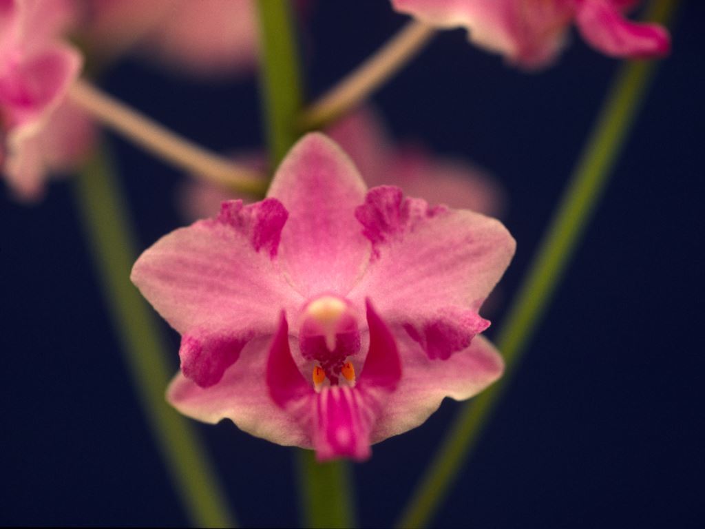 Phalaenopsis pulcherrima var. pulcherrima - HCC/AOC