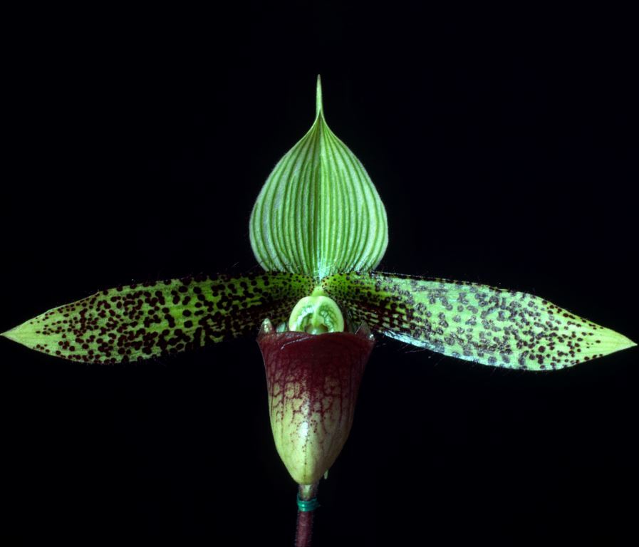 Paphiopedilum sukhakulii