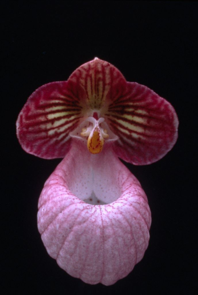 Paphiopedilum micranthum - HCC/AOC