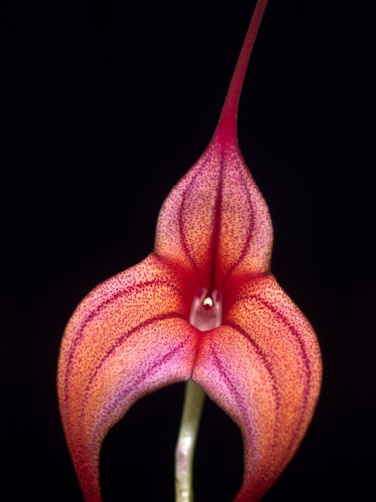 Masdevallia Gertrude Puttock 'Randall's Rainbow'