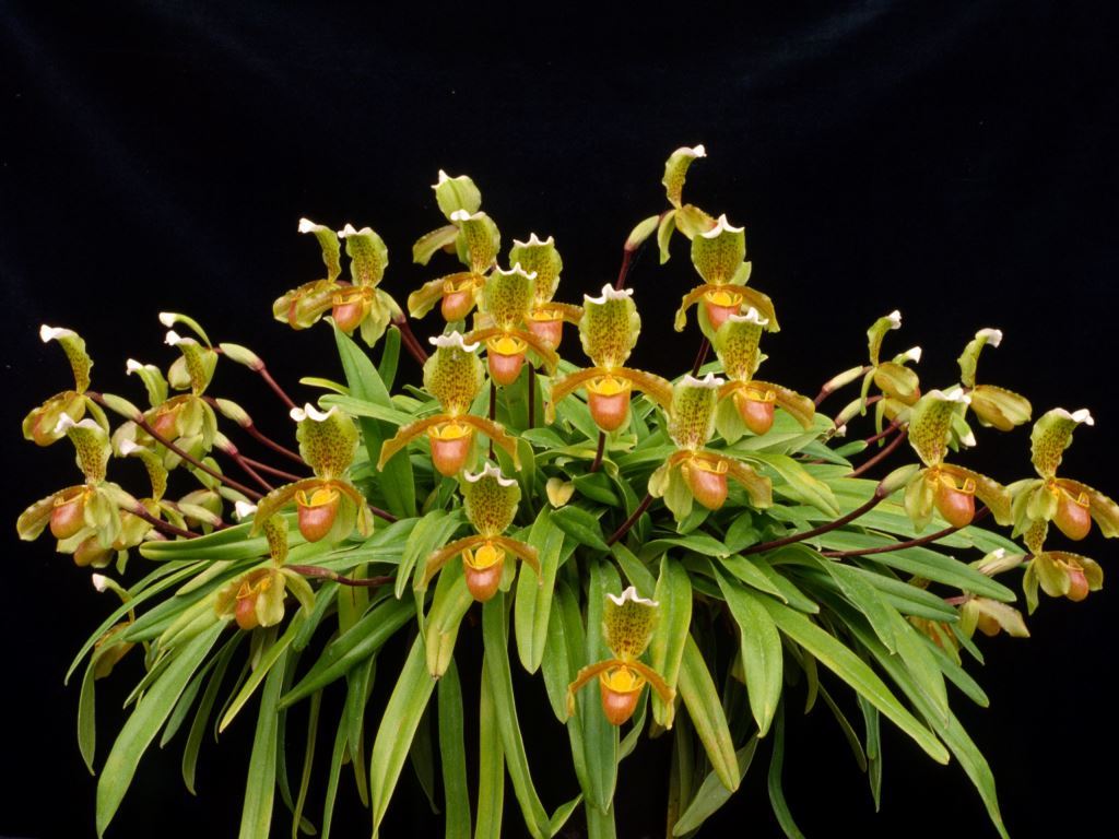 Paphiopedilum insigne - ACC/AOC