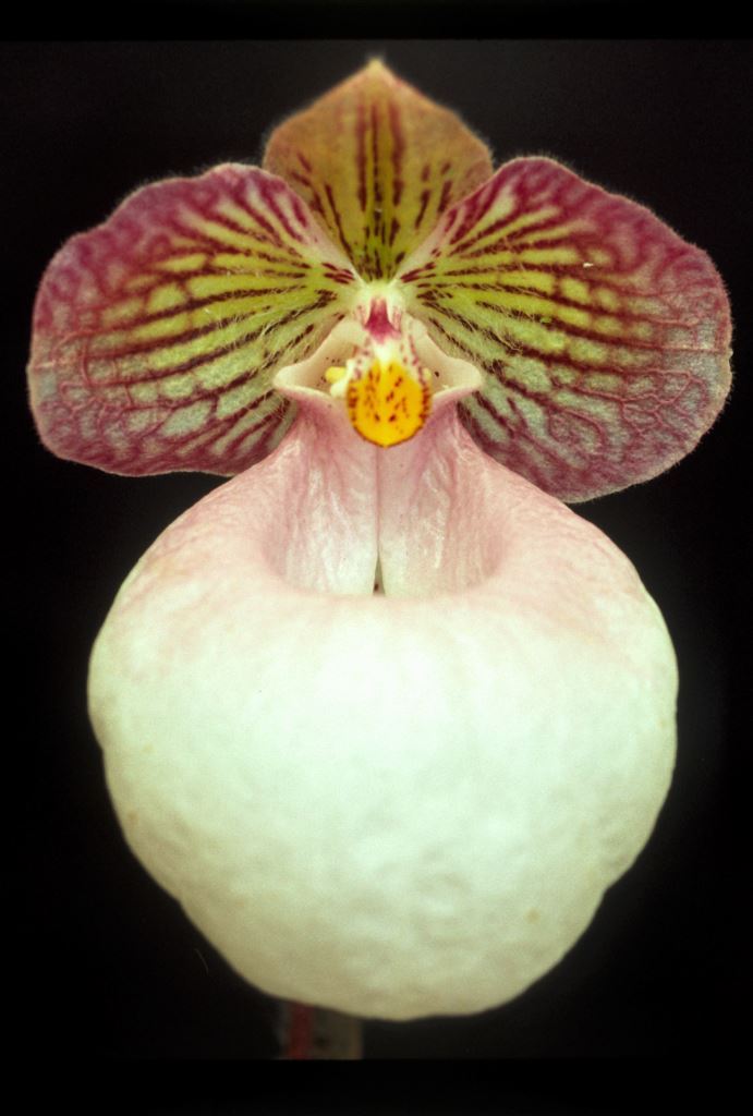 Paphiopedilum micranthum - HCC/AOC