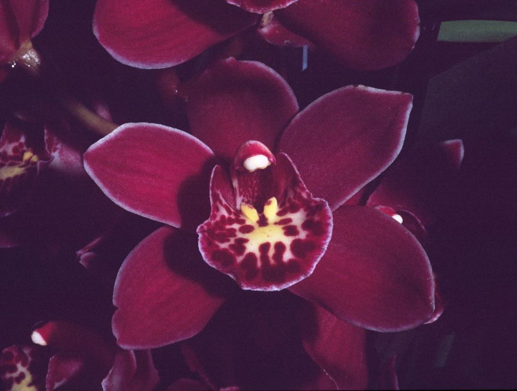 Cymbidium Waringah Winter - HCC/AOC