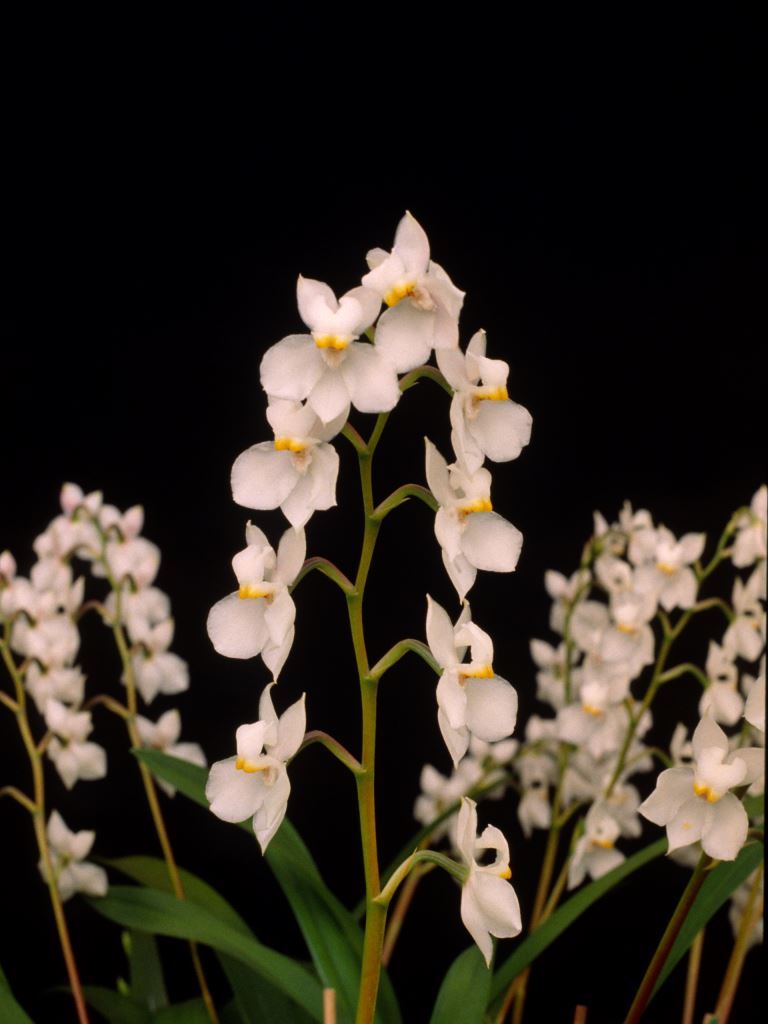 Cuitlauzina pulchella - ACC/AOC