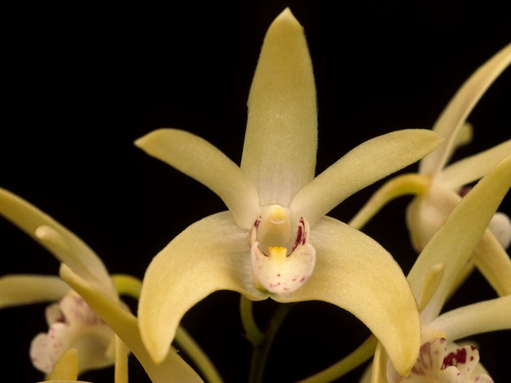 Dendrobium Hewitt Glow - HCC/AOC