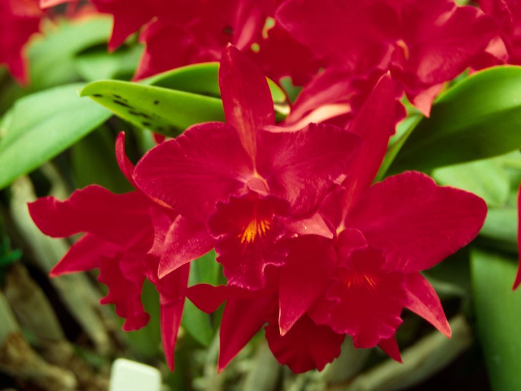 Cattlianthe Jewel Box