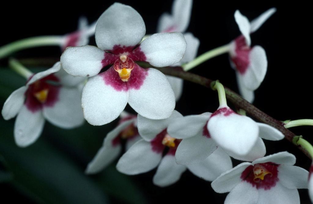 Sarcochilus Fitzhart - AM/AOC