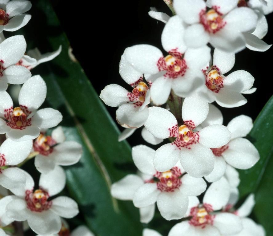 Sarcochilus hartmannii - ACC/AOC