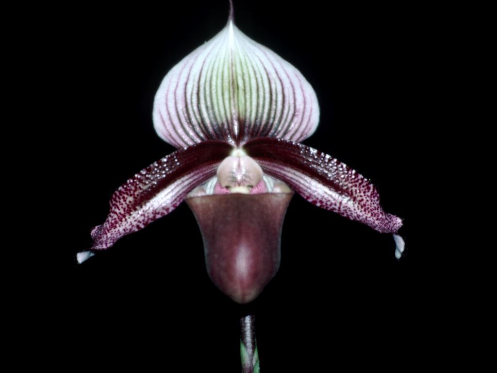 Paphiopedilum superbiens - HCC/AOC