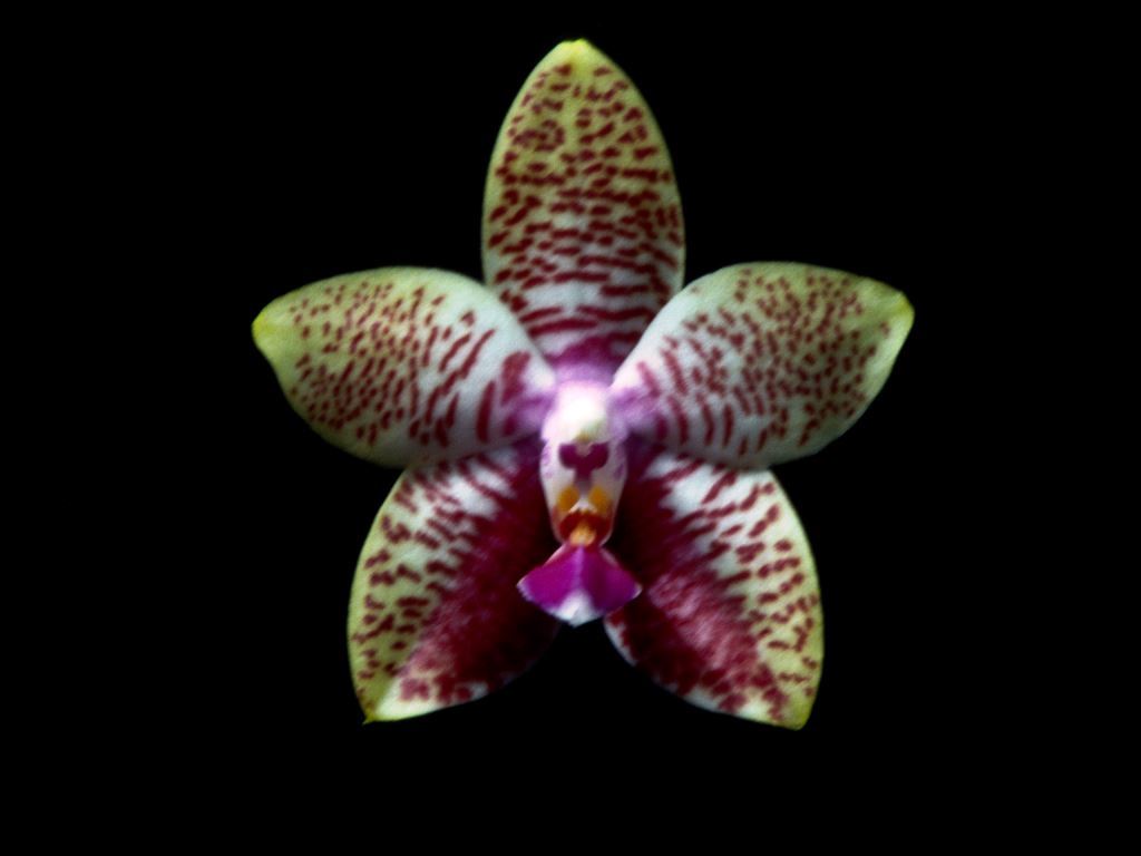 Phalaenopsis Orchid World - HCC/AOC