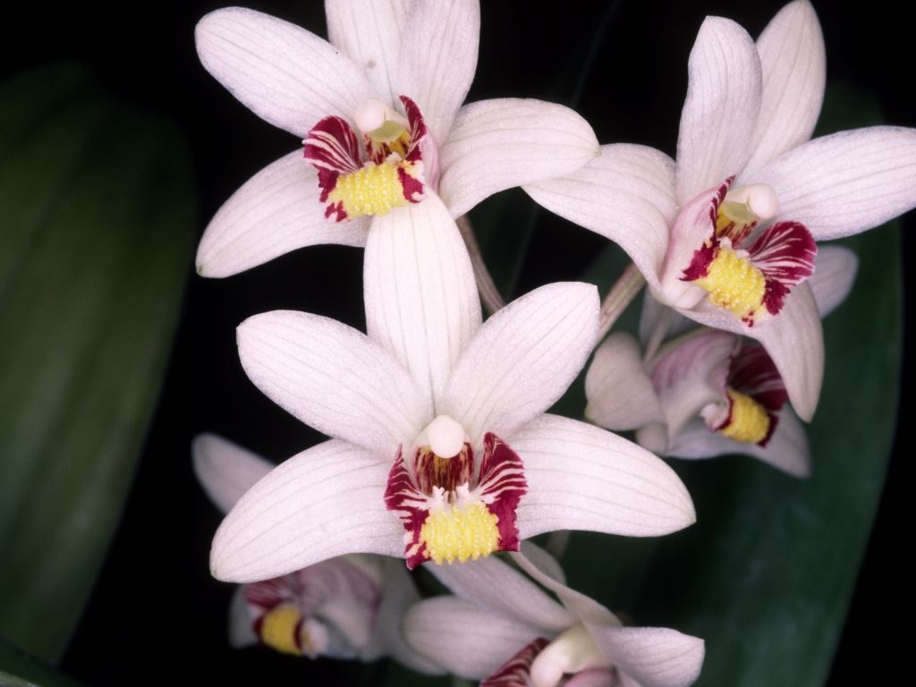 Eria coronaria - CBM/AOC