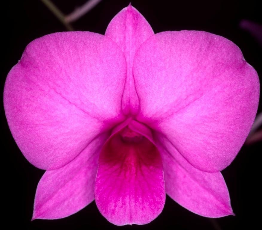 Dendrobium bigibbum var. compactum - HCC/AOC