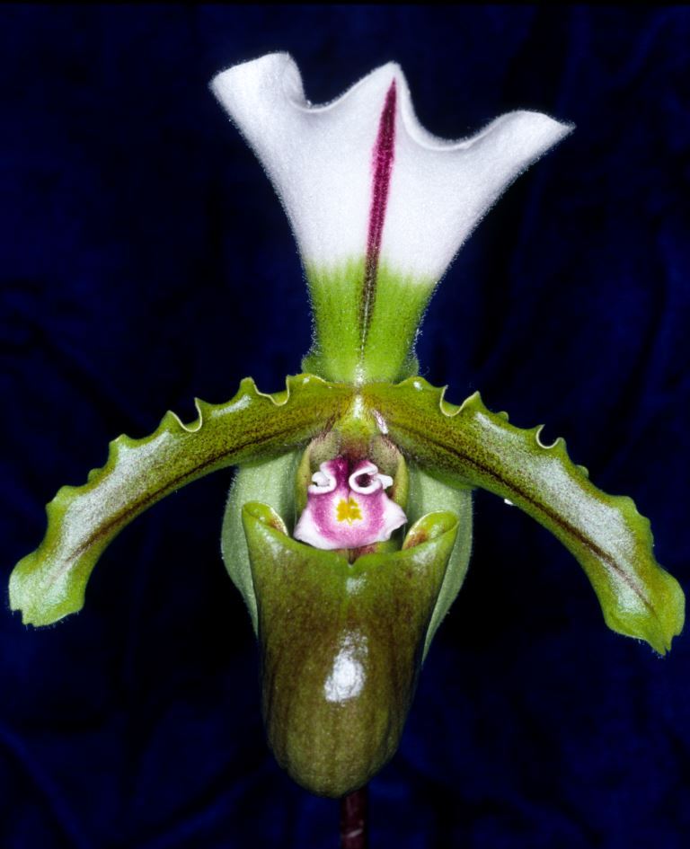 Paphiopedilum spicerianum - HCC/AOC
