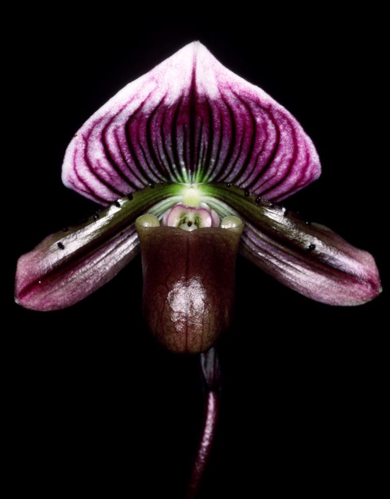Paphiopedilum Memoria Bill Farquharson - HCC/AOC