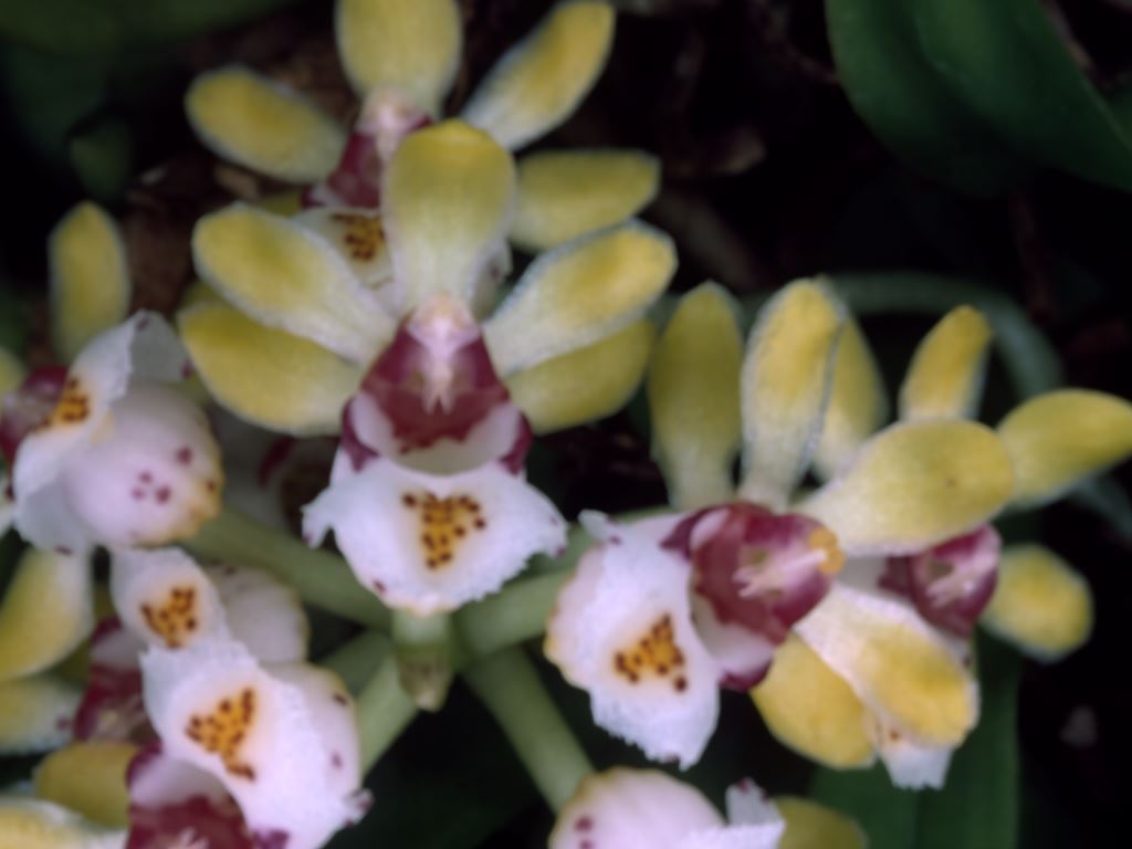 Gastrochilus somae - ACC/AOC