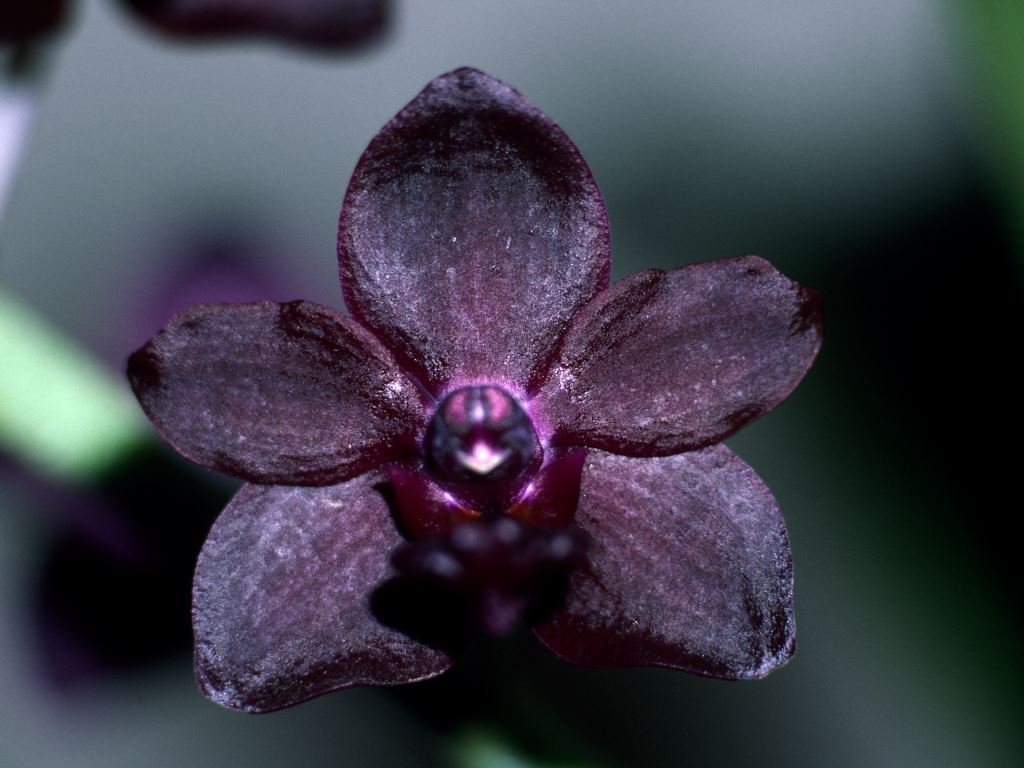 Vanda Colmarie - HCC/AOC
