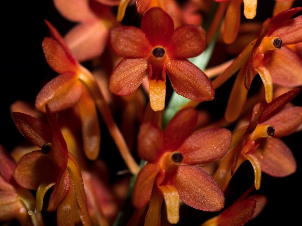 Vanda miniata - CBM/AOC