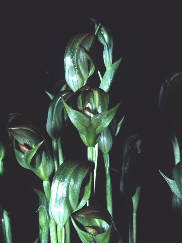 Pterostylis curta - ACC/AOC