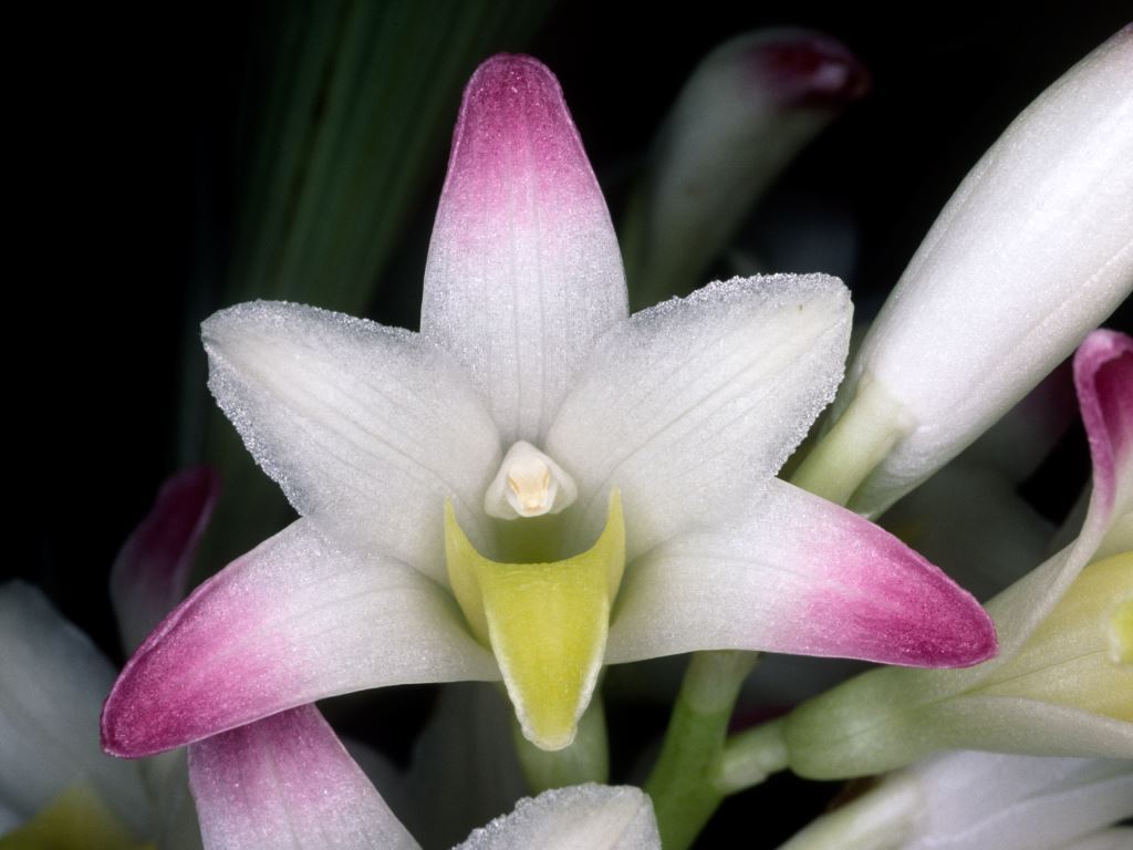 Coelia bella