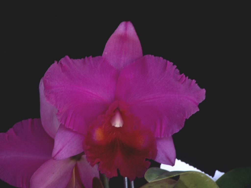 Rhyncholaeliocattleya Dundas - HCC/AOC
