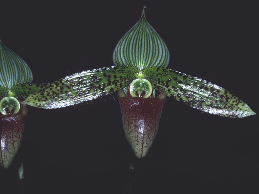 Paphiopedilum sukhakulii