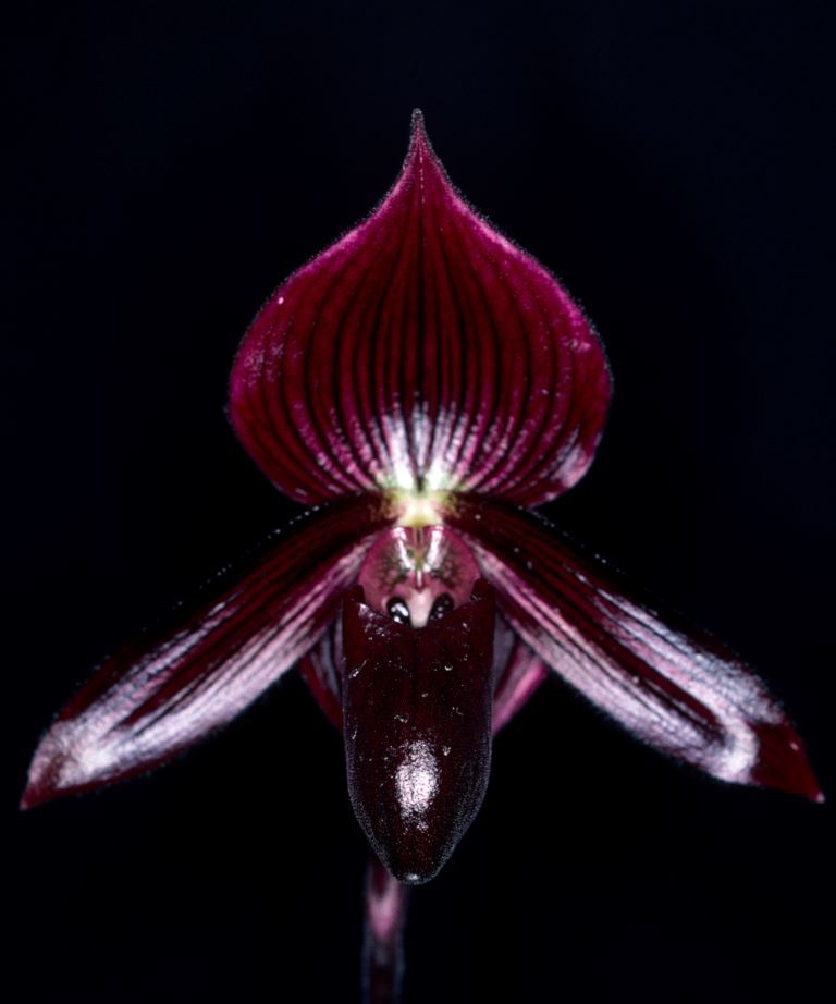 Paphiopedilum Drayton Ruby